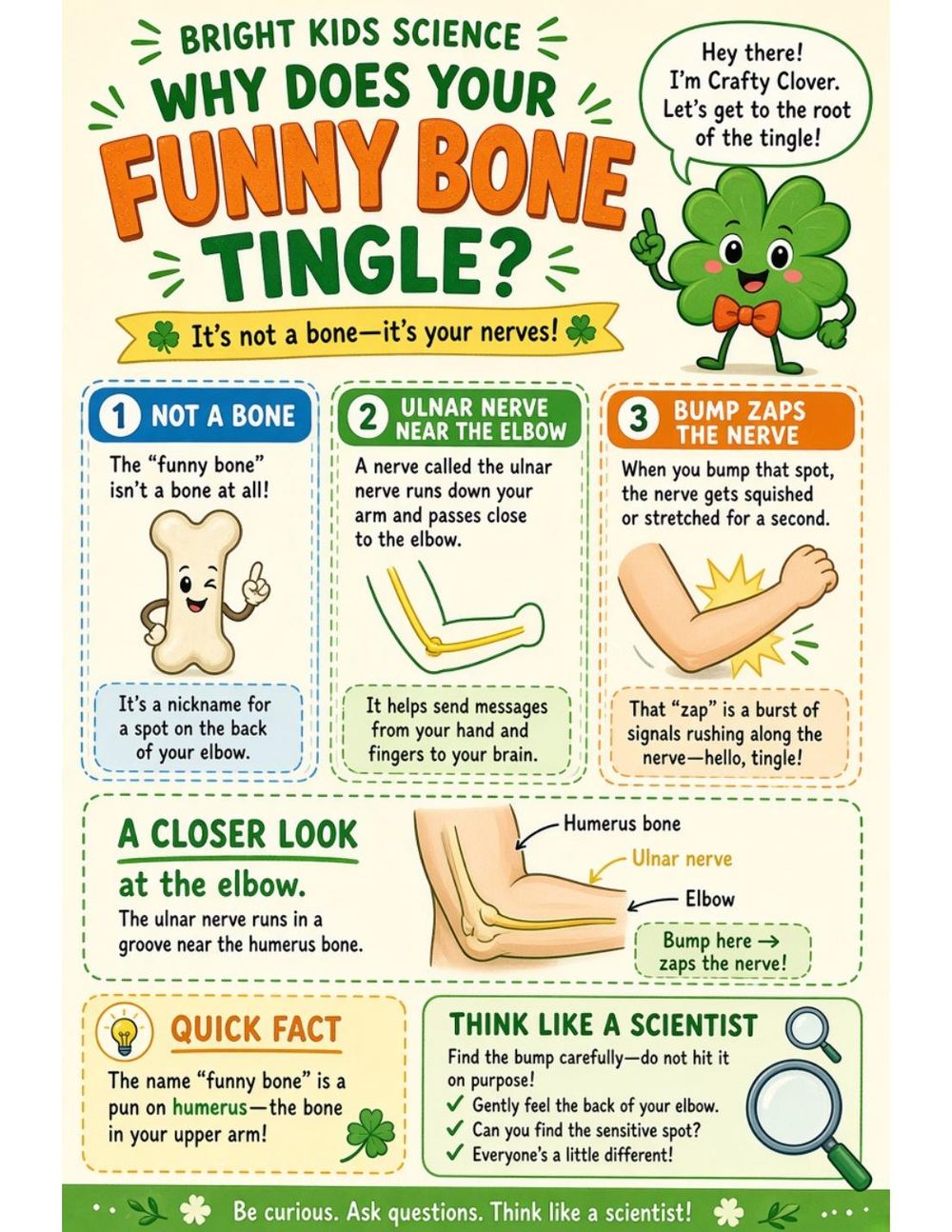 Illustrated page from A Million Whys Book 1 titled Why Does Your Funny Bone Tingle? (Spoiler: It's Not a Bone!), with Crafty Clover.
