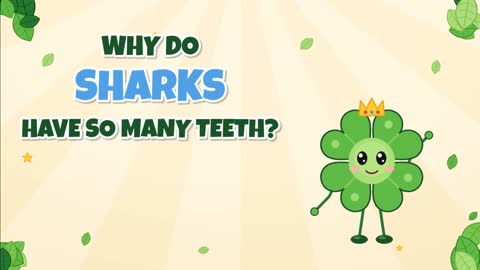 Why Do Sharks Have So Many Teeth? A Conveyor Belt of Chompers!