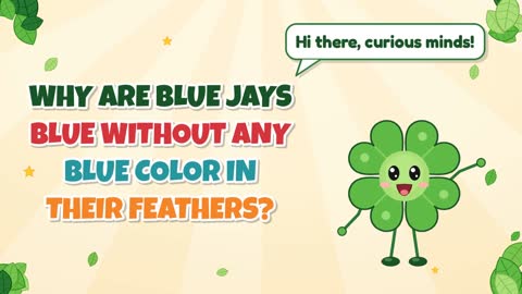 Why Are Blue Jays Blue Without Any Blue Color in Their Feathers?