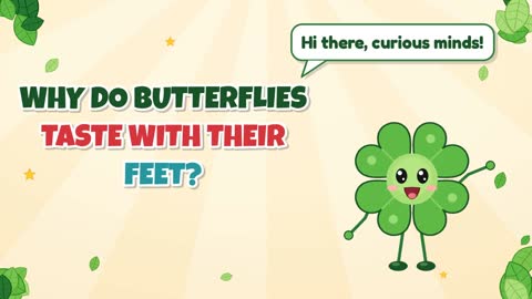 Why Do Butterflies Taste with Their Feet?
