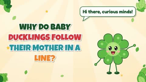 Why Do Baby Ducklings Follow Their Mother in a Line?