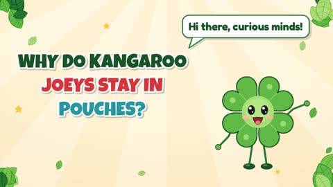 Why Do Kangaroo Joeys Stay in Pouches?