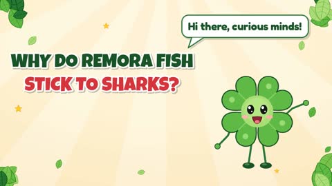 Why Do Remora Fish Stick to Sharks?