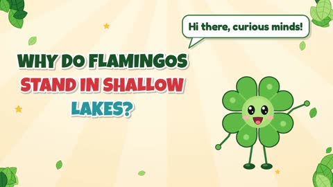 Why Do Flamingos Stand in Shallow Lakes?