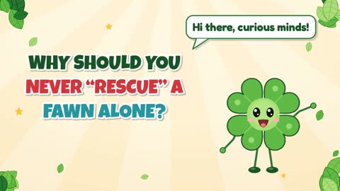 Why Should You Never “Rescue” a Fawn Alone?