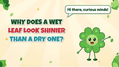 Why Does a Wet Leaf Look Shinier than a Dry One?