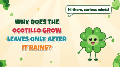 Why Does the Ocotillo Grow Leaves Only After It Rains?