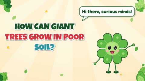 How Can Giant Trees Grow in Poor Soil?