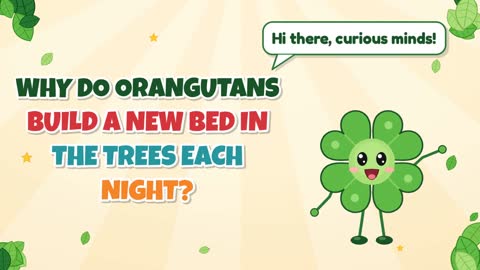 Why Do Orangutans Build a New Bed in the Trees Each Night?