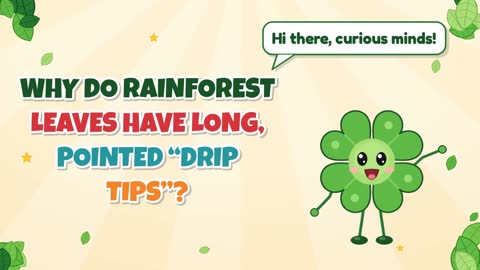 Why Do Rainforest Leaves Have Long, Pointed “Drip Tips”?