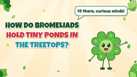 How Do Bromeliads Hold Tiny Ponds in the Treetops?