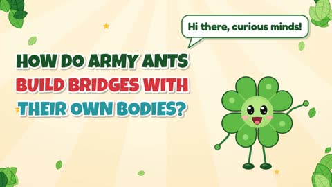 How Do Army Ants Build Bridges with Their Own Bodies?