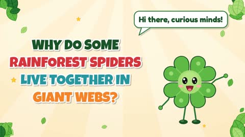 Why Do Some Rainforest Spiders Live Together in Giant Webs?
