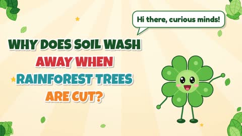 Why Does Soil Wash Away When Rainforest Trees Are Cut?