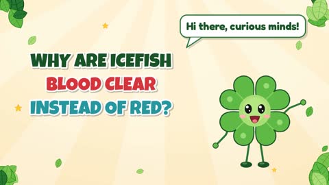Why Are Icefish Blood Clear Instead of Red?