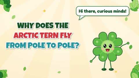 Why Does the Arctic Tern Fly From Pole to Pole?
