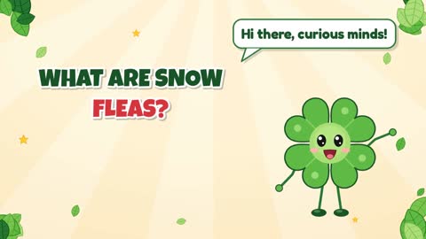 What Are Snow Fleas?