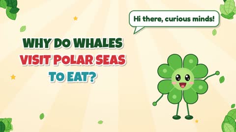 Why Do Whales Visit Polar Seas to Eat?