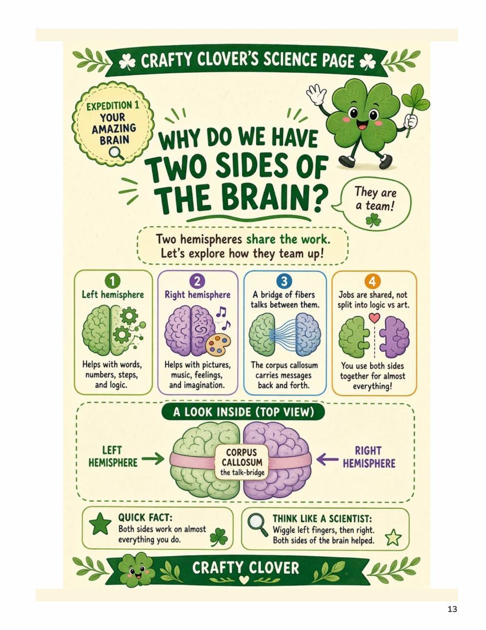 Illustrated page from A Million Whys Book 2 titled Why Do We Have Two Sides of the Brain, with Crafty Clover.