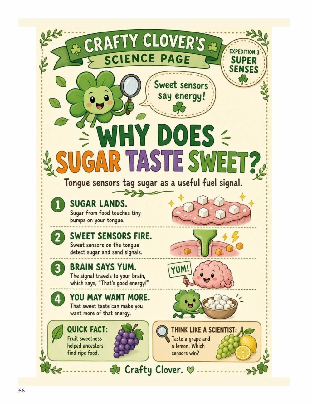 Illustrated page from A Million Whys Book 2 titled Why Does Sugar Taste Sweet, with Crafty Clover.