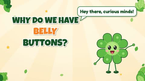 Why Do We Have Belly Buttons?