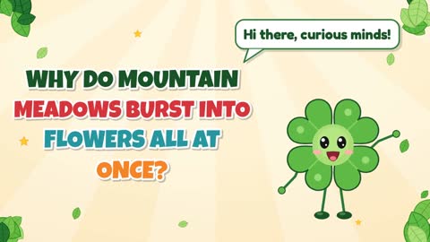 Why Do Mountain Meadows Burst Into Flowers All at Once?