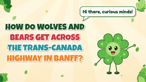 How Do Wolves and Bears Get Across the Trans-Canada Highway in Banff?