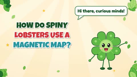 How Do Spiny Lobsters Use a Magnetic Map?