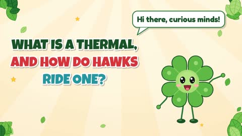 What Is a Thermal, and How Do Hawks Ride One?