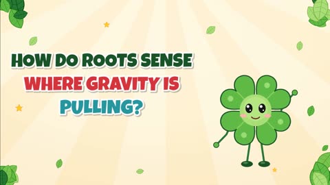 How do roots sense where gravity is pulling?