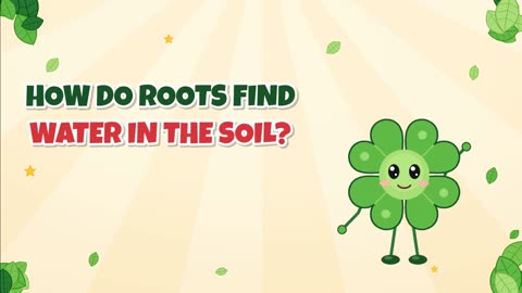 How do roots find water in the soil?