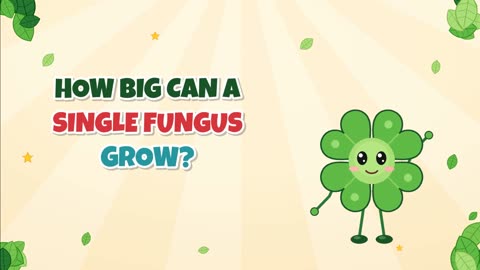 How big can a single fungus grow?