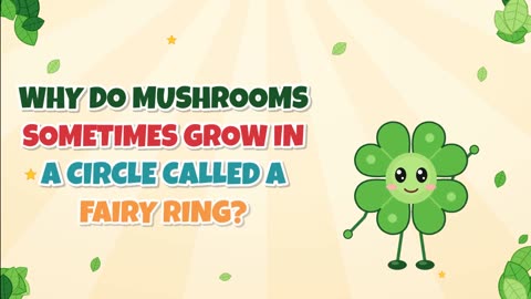 Why do mushrooms sometimes grow in a circle called a fairy ring?