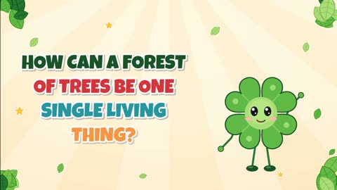 How can a forest of trees be one single living thing?