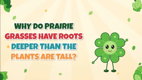 Why do prairie grasses have roots deeper than the plants are tall?