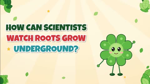 How can scientists watch roots grow underground?