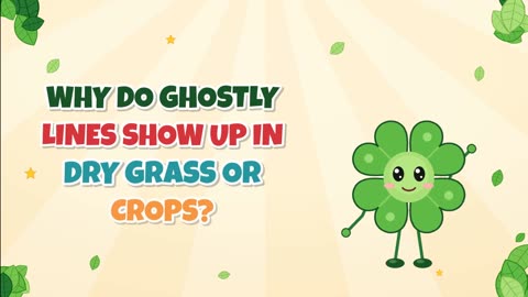 Why do ghostly lines show up in dry grass or crops?