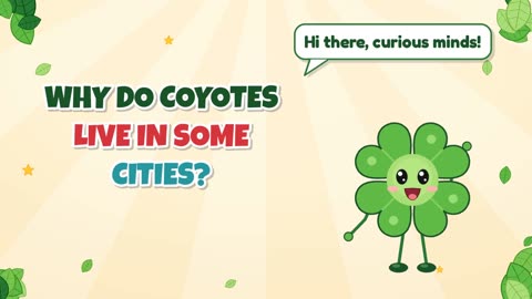 Why do coyotes live in some cities?