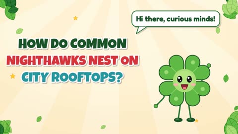 How do common nighthawks nest on city rooftops?