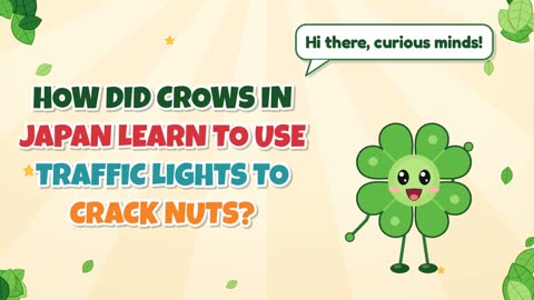 How did crows in Japan learn to use traffic lights to crack nuts?