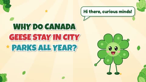 Why do Canada geese stay in city parks all year?