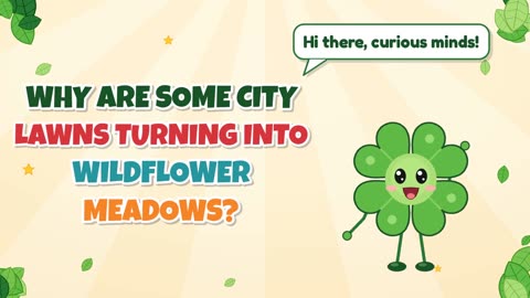 Why are some city lawns turning into wildflower meadows?