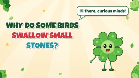Why do some birds swallow small stones?