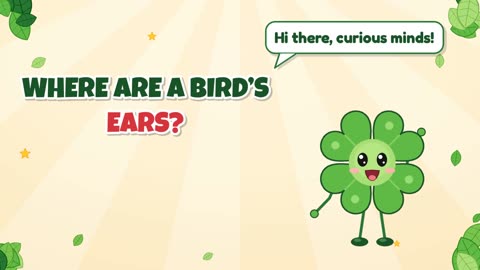 Where are a bird’s ears?