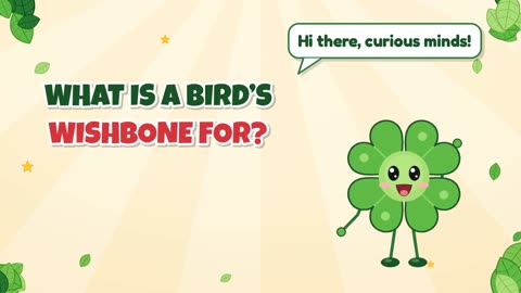 What is a bird’s wishbone for?