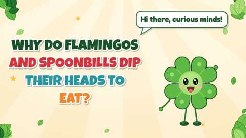 Why do flamingos and spoonbills dip their heads to eat?