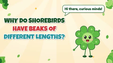 Why do shorebirds have beaks of different lengths?