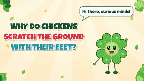 Why do chickens scratch the ground with their feet?
