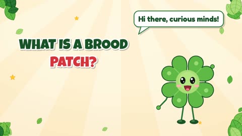 What is a brood patch?