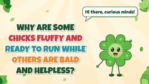 Why are some chicks fluffy and ready to run while others are bald and helpless?